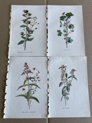 Lot of 4 Antique Botanical Prints by Hulme C1898. Book Plates. Wild Flowers.  - Afbeelding 1 van 1