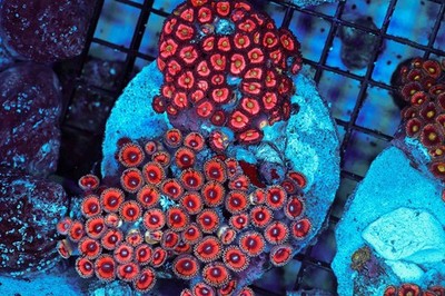 Multi-Zoanthid Rock Colony WYSIWYG - SAQ Coral Farm