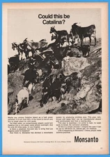 1969 Monsanto St Louis MO Catalina Island California Wild Goats Fresh Eater Ad