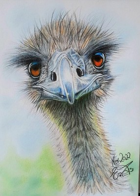 Strauß afr. Pastellkreidezeichnung 20 x 29 cm A4 im Bilderhalter Einzelstück