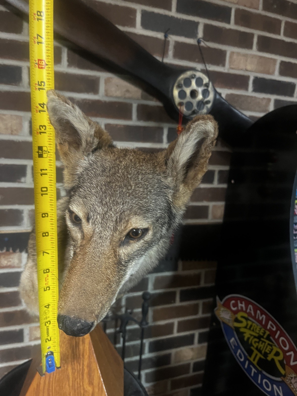East Tennessee Coyote Taxidermy Shoulder Mount on Hardwood Base