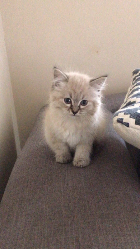 Ragdoll Kitten For Sale Cats Kittens Gumtree Australia Casey Area Narre Warren 1255410186