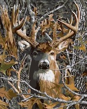 Paint by Numbers for Adults Beginner, Deer Paint by Number Kits on PB108-1