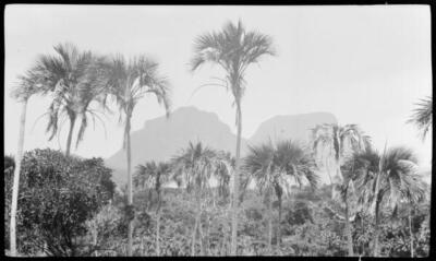 Lord Howe Island Palm trees, Lord Howe Island - Old Photo 8