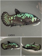 Female Betta Live Fish - Koi Blue Green Avatar HMPK - LV311 - Sorority Breeding