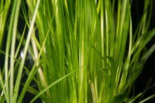 Jungle Vallisneria Americana Live Aquarium Plants BUY 2 GET 1 FREE