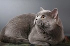 Framed British Shorthair Blue Cat Copper Eyes Wall Art Print Photo Poster Decor