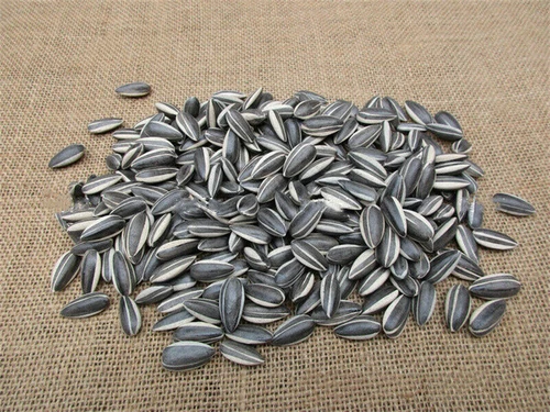 US! 100/200pcs Art Ai Weiwei Yixing Porcelain Sunflower Seeds Decoration Collect - Picture 8 of 14