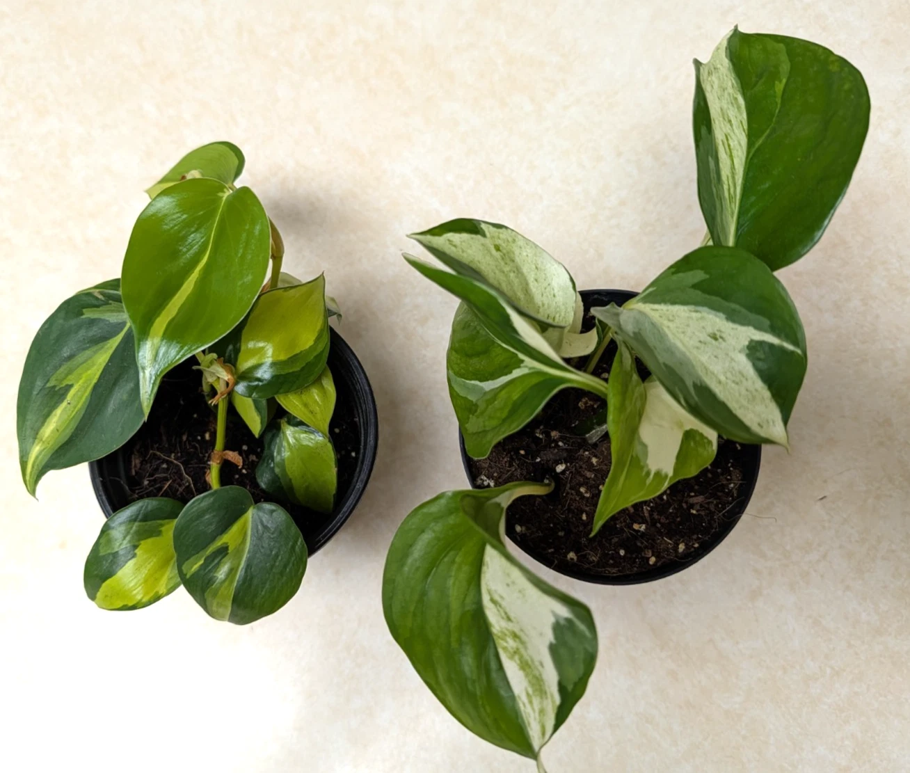 4" Pothos 'N'joy' and Brasil Philodendron Live Plants Variegated Stays Compact
Opens in a new window