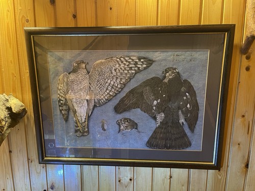 Habicht Goshawk Aquarell Watercolor Original Irland 1990 - Bild 4 von 7