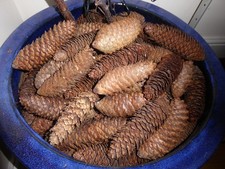 Fir cones 40.  garden fresh not cleaned or sprayed