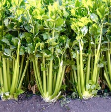 Celery Seeds - Qty 1200 - Golden Self Blanching -