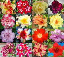 New Adenium Obesum Desert Rose " Mixed " 100 Type 120 Seeds