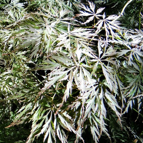 7 Graines Acer palmatum dissectum, Érable du Japon - Bild 2 von 2