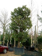 Arbutus unedo / Strawberry Tree, Peat Free, 3L 50-75cm