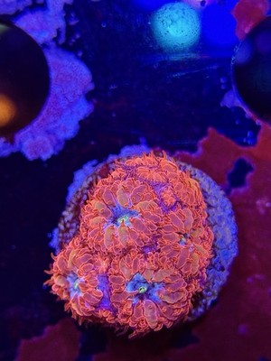 TNTcoral Blue Raven Blasto Frag-Live Coral-LPS-WYSIWYG -SPS-ZOA