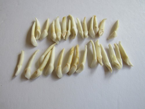 10 Front Deer Teeth Fangs Canine Animal Teeth Craft Supplies Projects Taxidermy