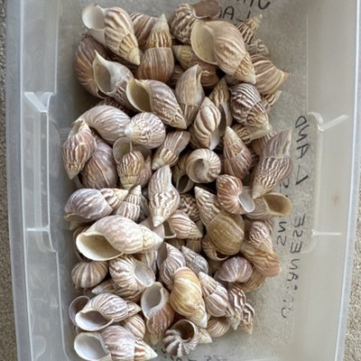 Lot of 100 Japanese Land Snail Shells for Decoration and Crafts 