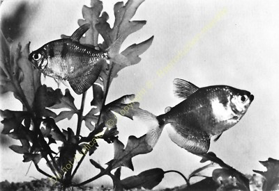 RPPC Foto Poisson Fish Pescado Tetra Schwarz Oder Veuve Gymnocorymbus Ternetzi