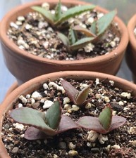 Plántulas de aloe ferox