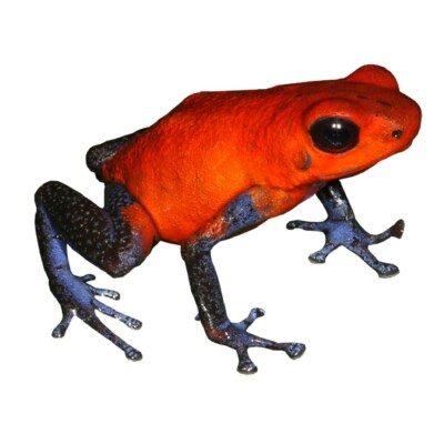 Red and Blue Frog Vinyl Decal 5'' tall x 6'' wide - Indoor/Outdoor