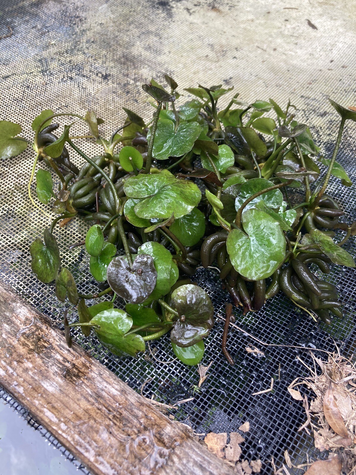 Live Aquarium Banana Lily Plants (lot of 6 Regular Size Falak Tayyeb