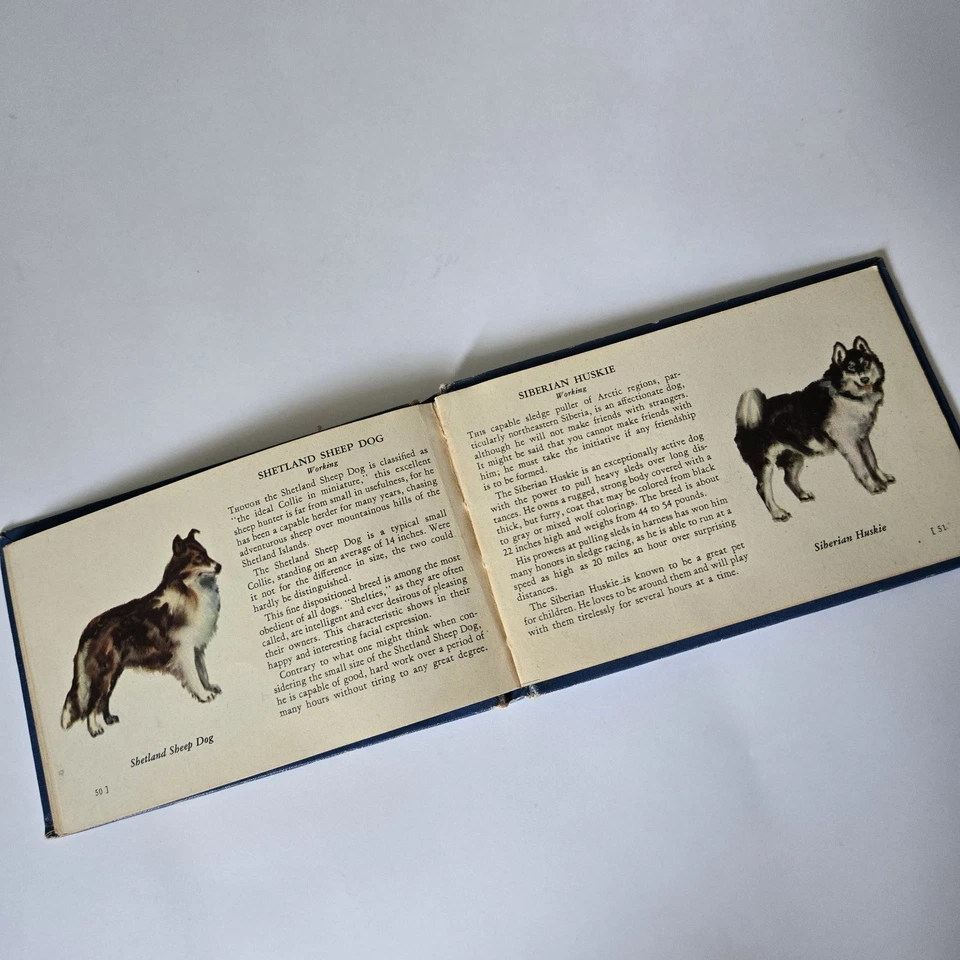 Vintage Whitman The Blue Book of Dogs Illustrated 1939/41 - Image 3 of 3