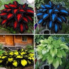 Mixrug Hosta Seeds for Planting, 200 pcs Rare Perennial Flower Blue