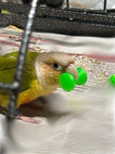 Barbell Bird Toy   Colorful Chew  Play Exercise Toy for Parrots, Cockatiels