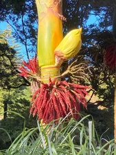 Rhopalostylis sapida | Nīkau Palm | 20_Seeds