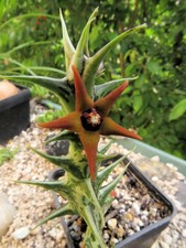 Orbea gemugofana