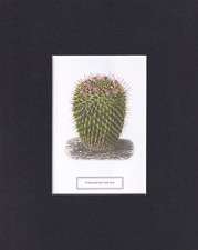8X10 Matted Picture Print Art, New York Botanical Garden: Pincushion Cactus