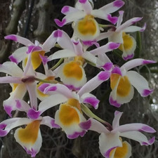 Rare Dendrobium pendulum orchid plant  FS , not in bloom mounted