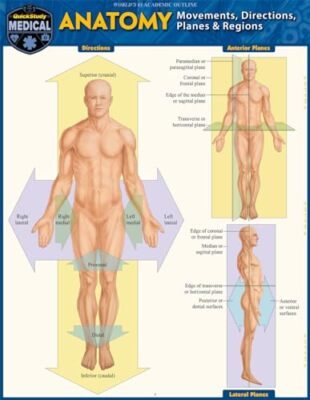 Anatomy - Directions, Planes, Movements & Regions: A Quickstudy Laminated Refer