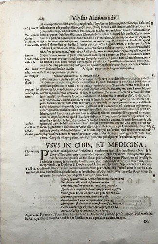 1638 Phylis Salviani, Forkbeard fish, Aldrovandi, large folio woodcut leaf - Picture 4 of 4