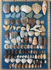 sea shell mix from japan Assortment of natural materials Okinawa