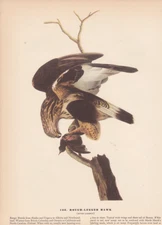 Audubon 1942 Vintage Birds #166 "Rough Legged Hawk'" Full Color Art Plate Litho