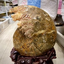 21LB TOP Natural cavel ammonite fossil quartz crystal mineral specimen+stand