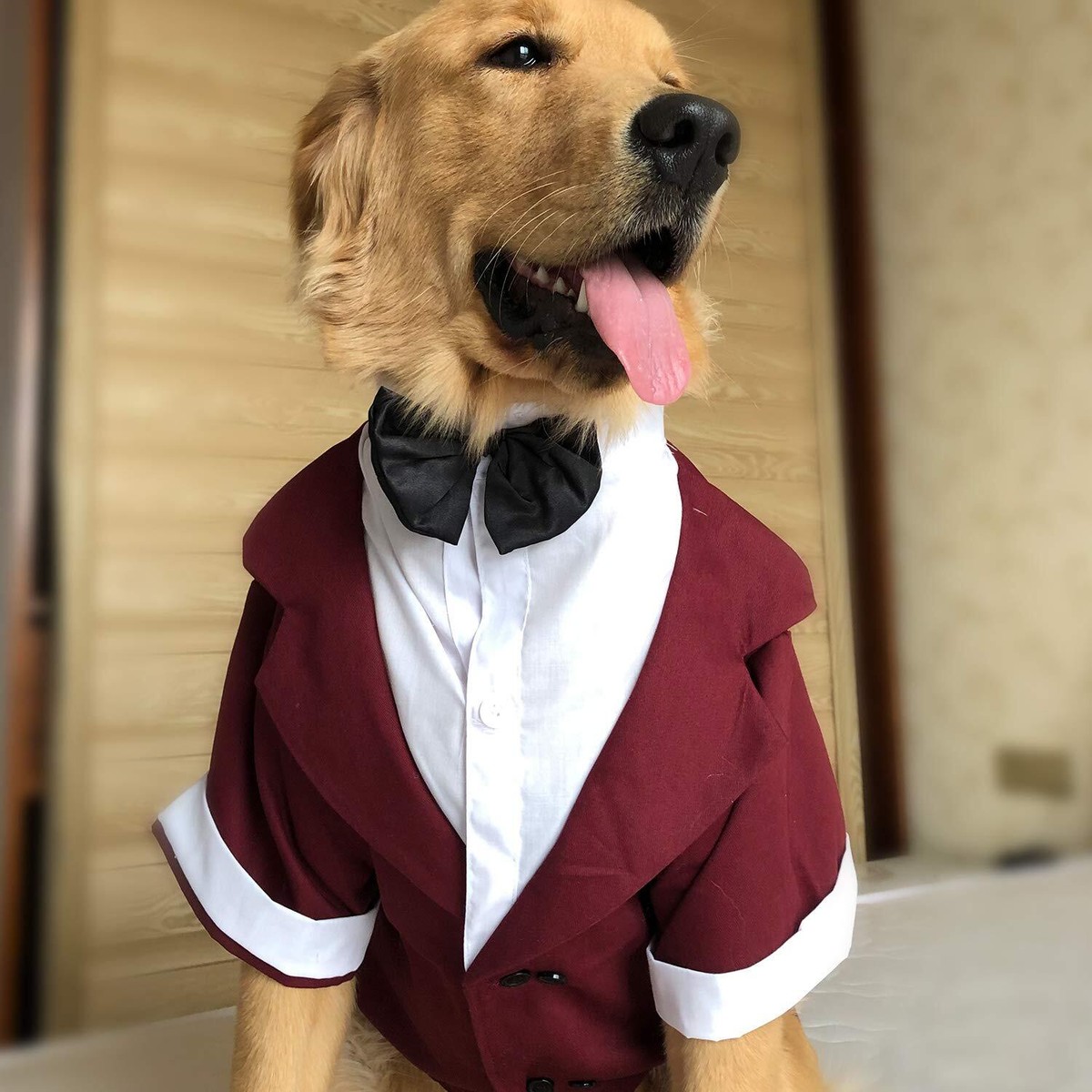 Black Dress Dog Cute Dog Wedding Bowtie Dress Shirts Roll Collar... Dog  Quinceanera Dress, image size:1200x1200