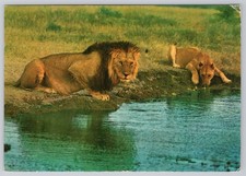 Lions Postcard Kenya Postmark Minerals Gemstone Stamp Amethyst