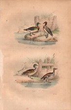 Stampa antica ANATRE GERMANO REALE FISCHIATRICE CRESTATA Buffon 1853 Old print