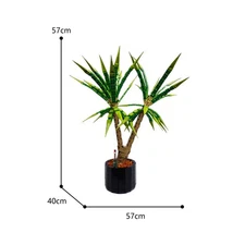 Compatible Dracaena Marginata / Room Plant, Potted Plant Model 1952