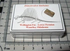 Permian fossil Waurika Oklahoma Dimetrodon pelycosaur sail spine in display #8