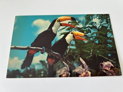 Toco Toucans and Orchids at Caribbean Gardens Naples Florida FL Postcard