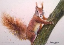EICHHÖRNCHEN Tier Wildtiere Kunst ORIGINAL signiert Aquarell Gemälde von Clare Crush