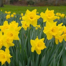Daffodil Dutch Master Bulbs - Yellow Tall Narcissus Spring Flowering