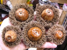 FIVE GIANT Burr Acorns for crafts, wreaths, b...