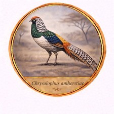 Sticker Bird Lady Amherst Pheasant Chrysolophus Amherstiae