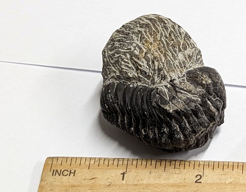 Devonian Age TRILOBITE Fossil From Morocco (#F4484) - Picture 3 of 5