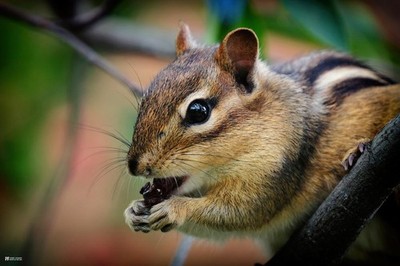 Chipmunk Cute Animal Picture Kids Room Decor Home Art Print Poster 16x24
